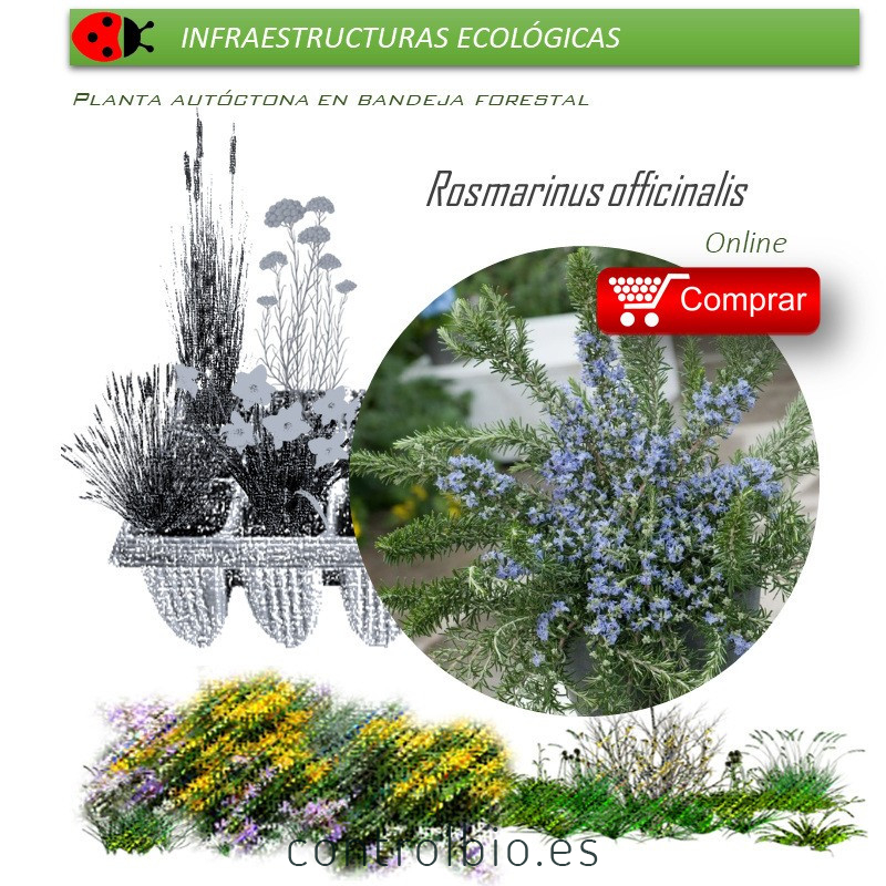 comprar Rosmarinus officinalis (romero) BF60