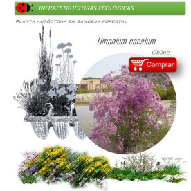 comprar Limonium caesium (Siempreviva morada) BF60