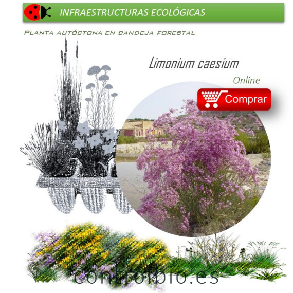 comprar Limonium caesium (Siempreviva morada) BF60