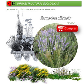 comprar Rosmarinus officinalis (romero) BF60