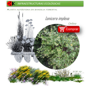 comprar lonicera implexa en bandeja forestal