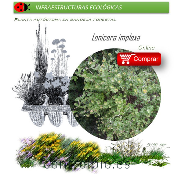 comprar lonicera implexa en bandeja forestal