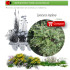 comprar lonicera implexa en bandeja forestal