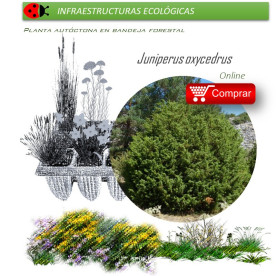 comprar Juniperus oxycedrus (Enebro) BF60