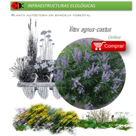 comprar Vitex agnus cactus (Sauzgatillo) BF54