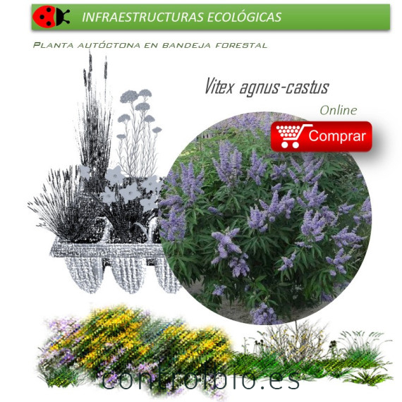 comprar Vitex agnus cactus (Sauzgatillo) BF54