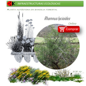 comprar Rhamnus lycioides (Espino negro) BF54