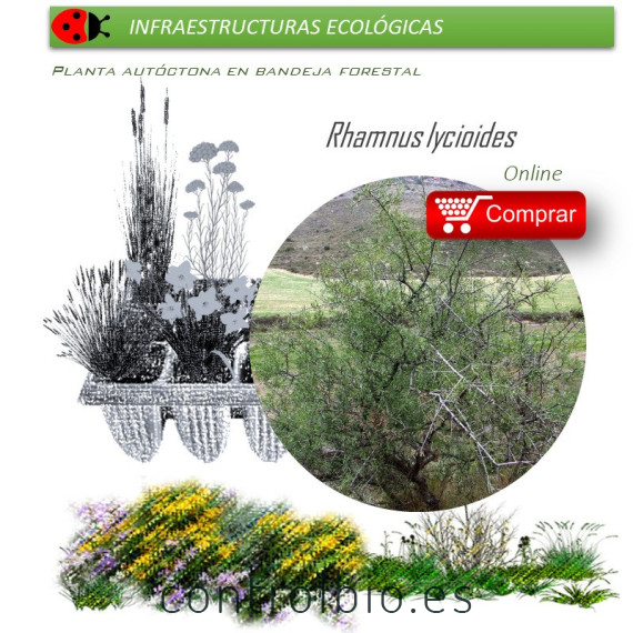 comprar Rhamnus lycioides (Espino negro) BF54