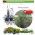 comprar Rhamnus lycioides (Espino negro) BF54
