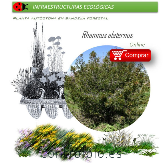comprar Rhamnus alaternus (Aladierno) BF54