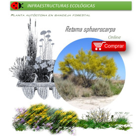 comprar Retama sphaerocarpa en bandeja forestal
