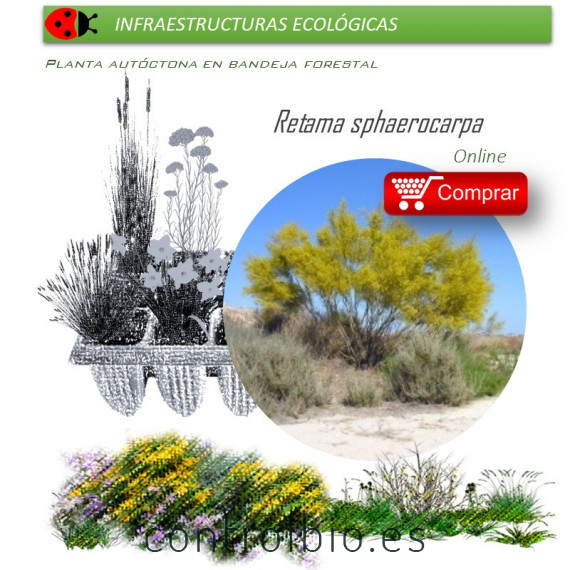 comprar Retama sphaerocarpa en bandeja forestal