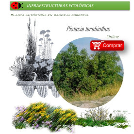comprar Pistacia terebinthus (Cornicabra) BF54