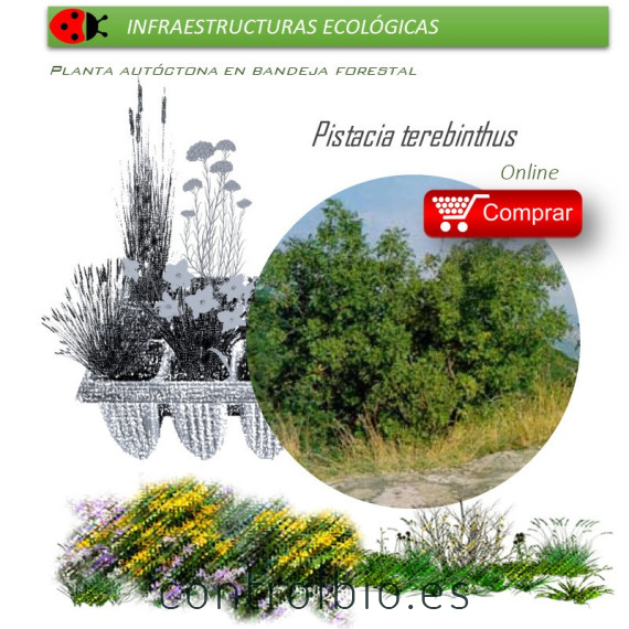 comprar Pistacia terebinthus (Cornicabra) BF54