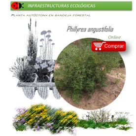 comprar Phillyrea angustifolia (Oivilla) BF54