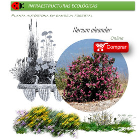 comprar Nerium oleander (Adelfa) BF54