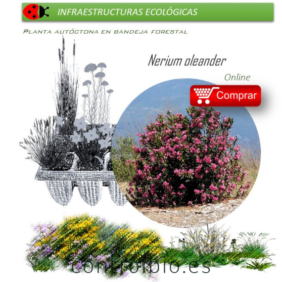 comprar Nerium oleander (Adelfa) BF54