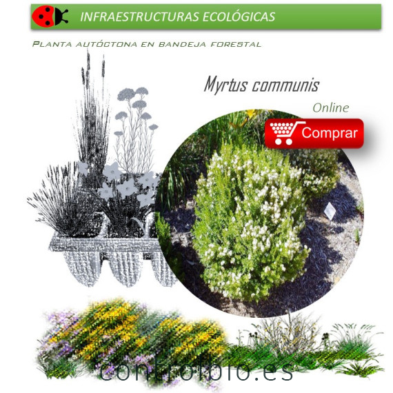 comprar Myrtus communis (Mirto) BF54
