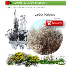 comprar lycium intrincatum cambrón en bandeja forestal
