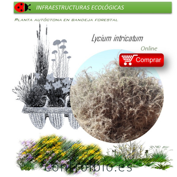 comprar lycium intrincatum cambrón en bandeja forestal