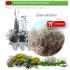 comprar lycium intrincatum cambrón en bandeja forestal