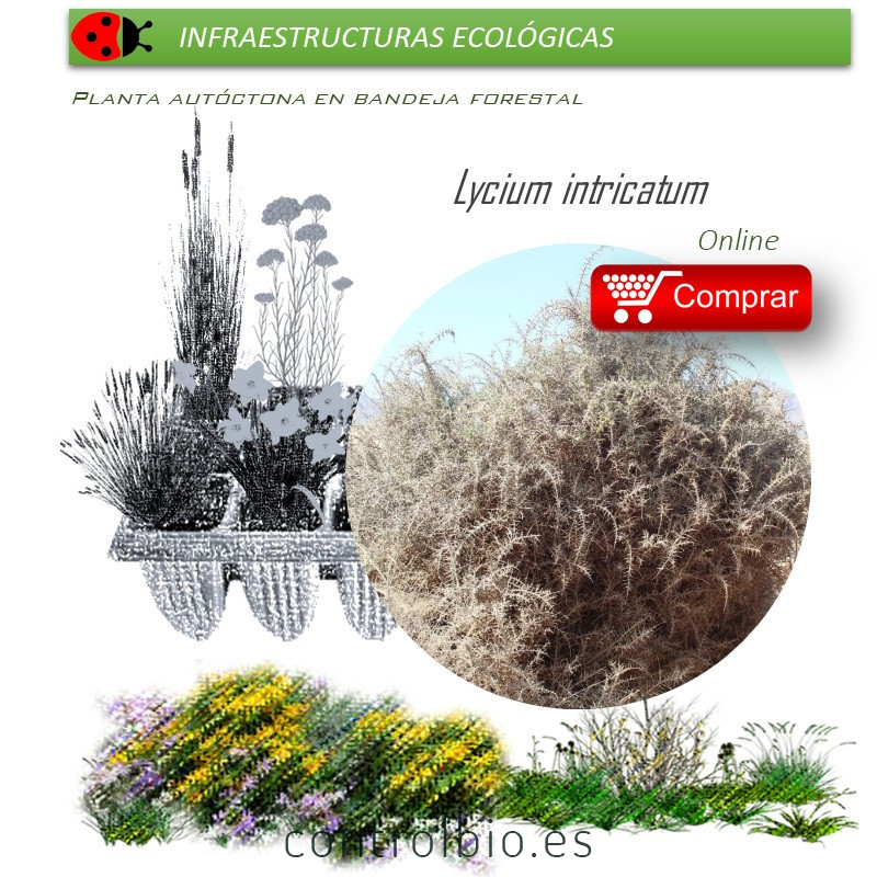 comprar lycium intrincatum cambrón en bandeja forestal