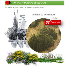 comprar juniperus phoenicea sabina mora en bandeja forestal
