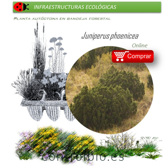 comprar juniperus phoenicea sabina mora en bandeja forestal