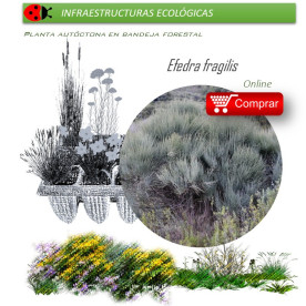comprar efedra Ephedra fragilis BF