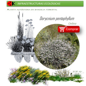comprar Dorycnium pentaphyllum en bandeja forestal