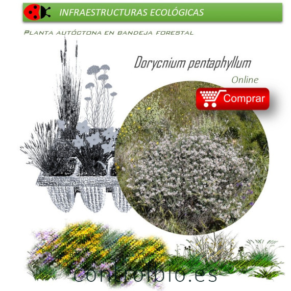 comprar Dorycnium pentaphyllum en bandeja forestal