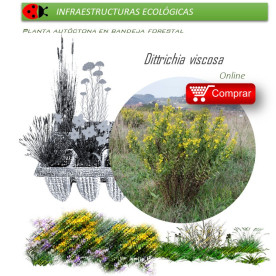 comprar ditrichia viscosa olivarda BF54