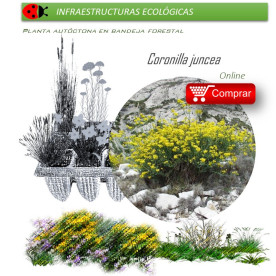 venta de Coronilla juncea (coronilla) BF54