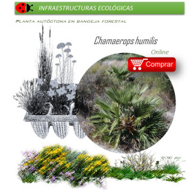 comprar palmito chamaerops humilis en bandeja forestal