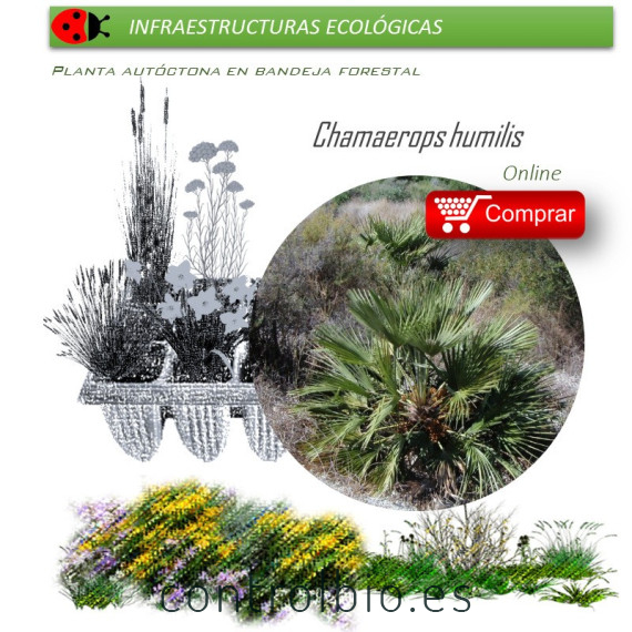 comprar palmito chamaerops humilis en bandeja forestal