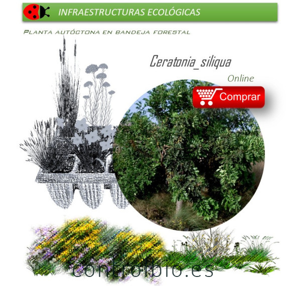 comprar ceratonia siliqua algarrobo en bandeja forestal