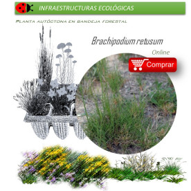 comprar brachipodium retusum