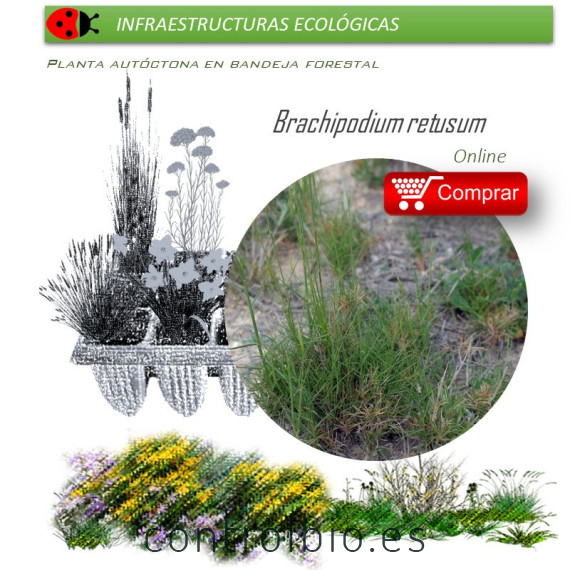 comprar brachipodium retusum