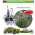 comprar brachipodium retusum