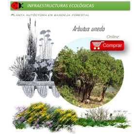comprar madroño arbutus unedo