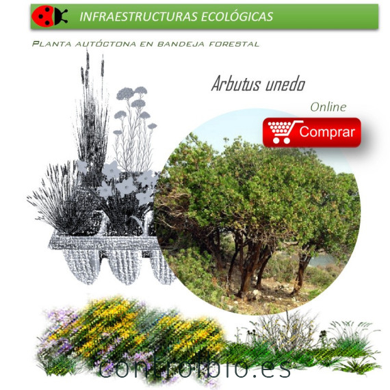 comprar madroño arbutus unedo