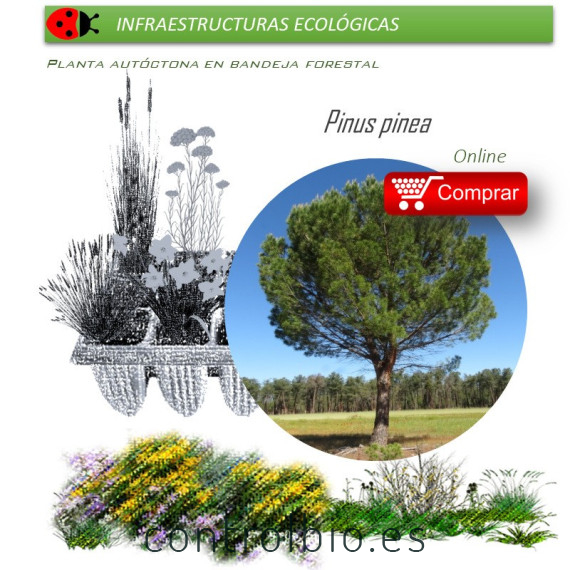 comprar pino piñonero pinus pinea