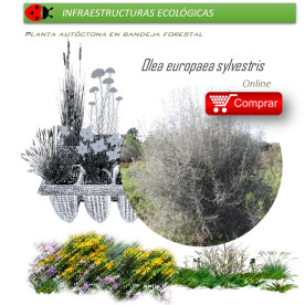 comprar acebuche Olea europaea sylvestris BF45
