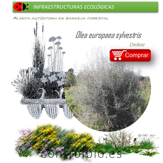 comprar acebuche Olea europaea sylvestris BF45
