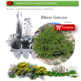 comprar Withania somnifera (Oroval)