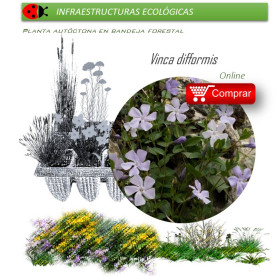 comprar Vinca difformis