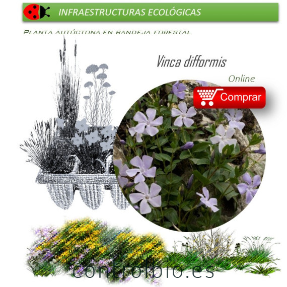 comprar Vinca difformis