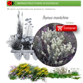 comprar thymus mastichina mejorana