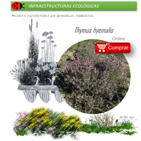 comprar Thymus hyemalis