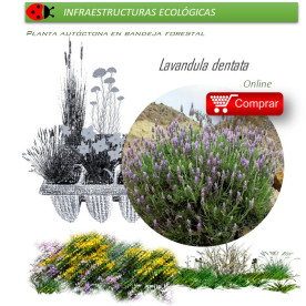 comprar lavandula dentata
